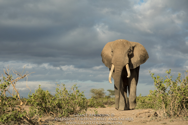 Elephant - Copyright © Grant Atkinson